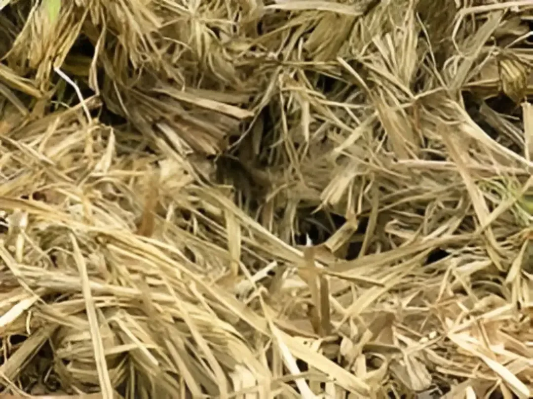 Bagasse used as boiler fuel