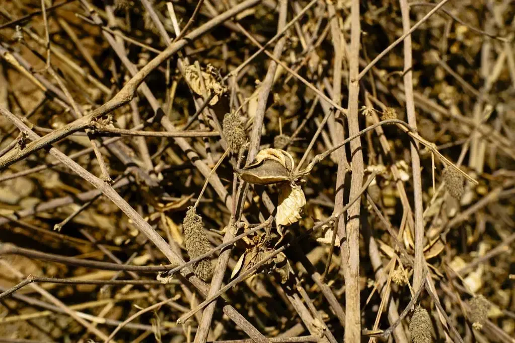 Cotton stalk used as boiler fuel
