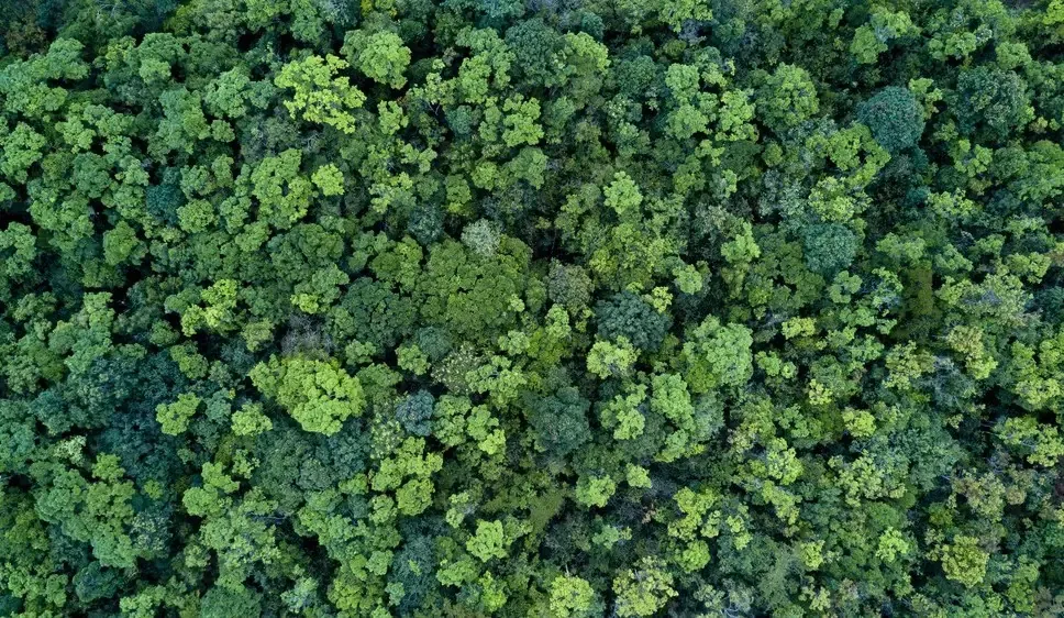 Dense green forest canopy seen from above