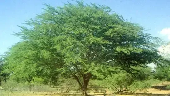 Juliflora wood used as boiler fuel