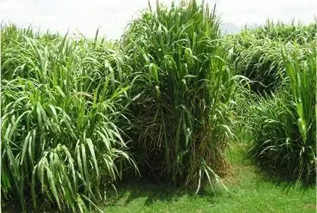 Napier grass used as boiler fuel