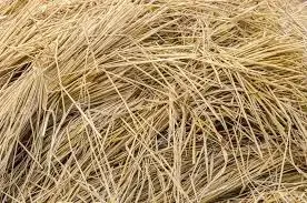 Paddy straw used as boiler fuel