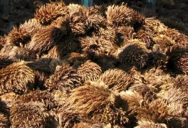 Palm empty fruit bunches used as boiler fuel