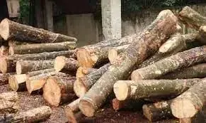Rubber wood used as boiler fuel